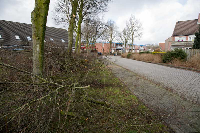 bomenonderhoud