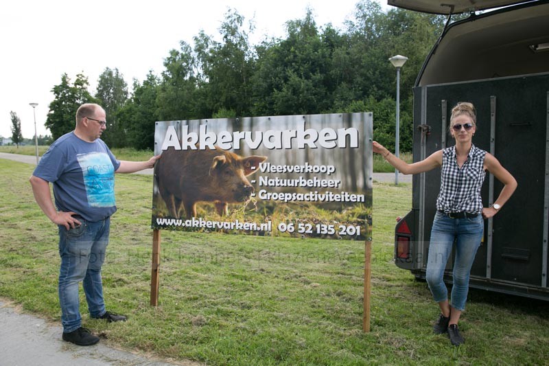 akkervarkens_rvd-Weide