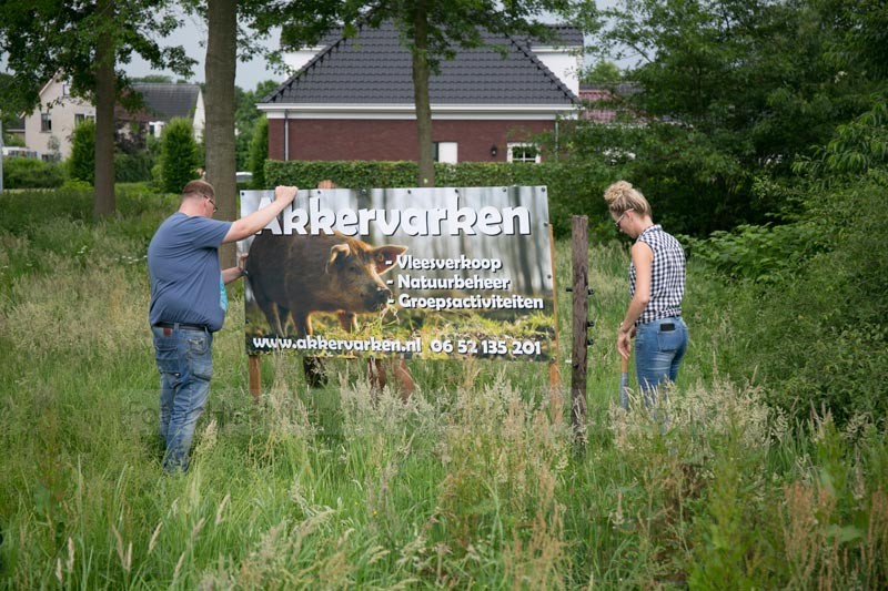 akkervarkens_rvd-Weide