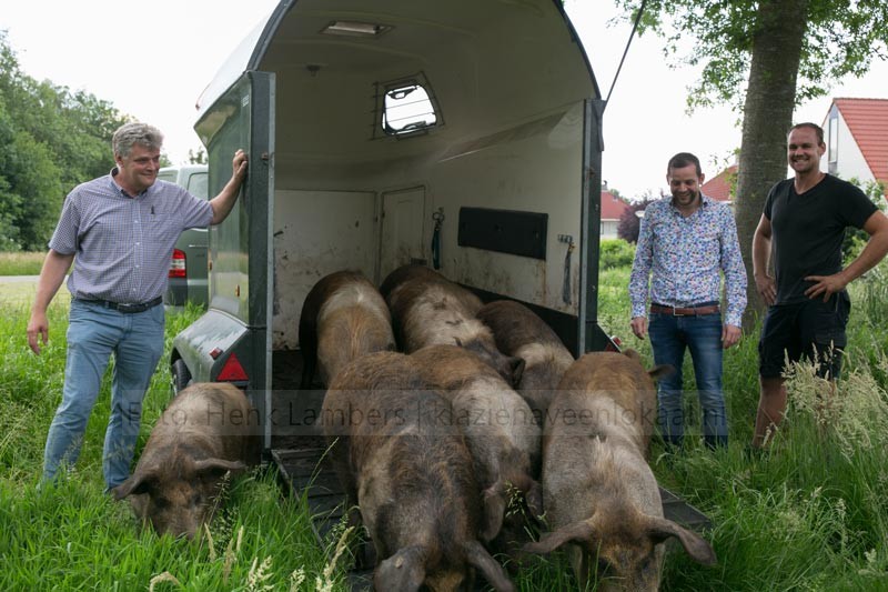 akkervarkens_rvd-Weide